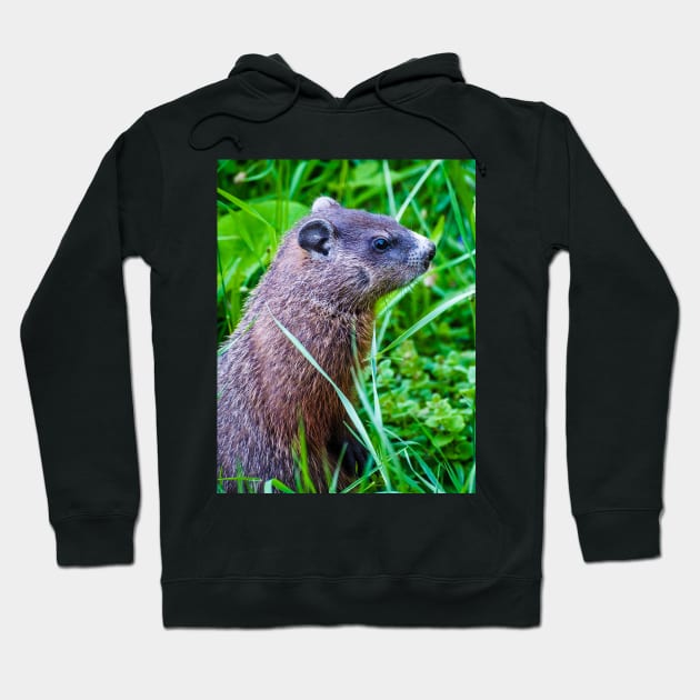 Groundhog in the Grass Photograph Hoodie by love-fi